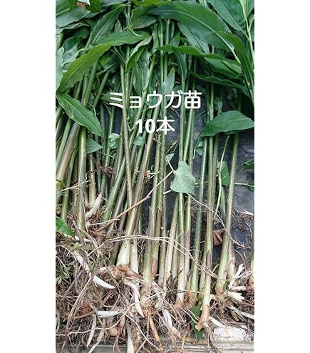 Amazon.co.jp: ワラビ 素掘り苗 山菜苗/シダ植物/蕨▽紫桜館山の花屋